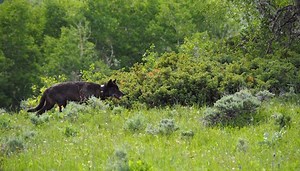 Colorado rancher who lost calf to wolves believes wolves will kill more dogs than cattle