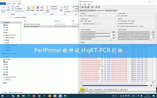 PerlPrimer软件设计qRT-PCR引物