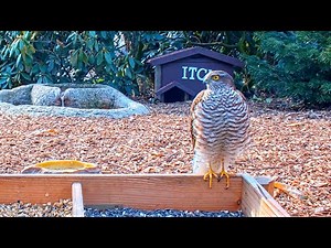 Highlights Today (hawk, squirrel, mouse, nestboxes...) Recke, Germany - Mar. 26, 2021