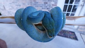 865K views · 20K reactions | Who else is blown away by these beauties??!! Checking out an mind blowing collection of snakes with Bill Stegall at Phoenix Reptiles ! #brianbarczyk #bluesnake #throwback | Brian Barczyk | Facebook