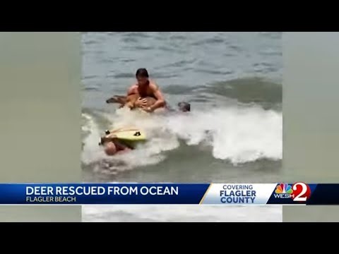 Lifeguards rescue deer drowning at Florida beach