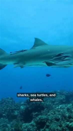 Good news you can use! 🌊⁠ ⁠ For the first time, the world has agreed on rules to protect the vast “high seas”: international waters that make up nearly half of our planet. The High Seas Treaty (technically named the BBNJ Agreement) gives the global community new tools to conserve marine biodiversity, create protected areas beyond national borders, and ensure activities like shipping, fishing, and seabed mining are held to environmental standards.⁠ ⁠ This milestone proves that global cooperation