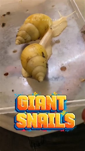 🐾 Zoophilist Exotic Pet Shop Chennai | Part 2 🐾 Snakes 🐍 • Sugar Gliders 🪂 • Hamsters 🐹 • Monster Fish 🐠 • Exotic Birds 🦜 Welcome back to Zoophilist Exotic Pet Shop in Chennai, Thiruvottiyur! This Part 2 vlog takes you deeper into the world of rare exotic pets — from Royal Ball Pythons, Sugar Gliders, Hamsters, Albino Eels, Monster Fishes, Turtles, Lobsters to African Lovebirds, Macaws, Cockatiels & more! 🐢🦞 Get expert tips on pet care, feeding, enclosures, taming, breeding, prices, and