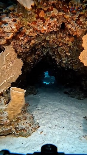 62K views · 3.5K reactions | When you load into the wrong underwater lobby  #UnderwaterWorld #MarineLife #OceanVibes #SeaAdventure #DivingFootage | DeepBlue Unknown | Facebook
