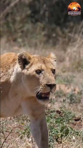 Pride of Lions Hunting Zebras – Incredible Wildlife Action #epicwildlife #survivalinthewild