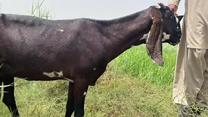 10K views · 394 reactions | High Goat Prices // بکریوں کی قیمتوں کا تعین | Goat Land Farms | Facebook