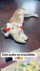 #####Dogs | Rachel Tellez