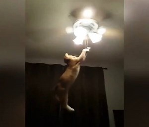 5.3K views · 40 reactions | Crazy cats. | Pets gone crazy | Facebook