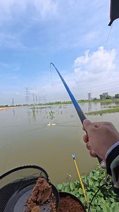 Câu cá hồ bán tự nhiên tại TP Bắc Ninh #cauca #fishing | Trọng Minh Fishing