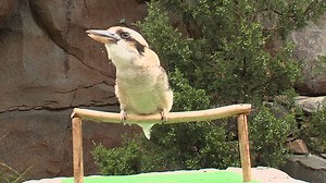 A Kookaburra Call or Laugh