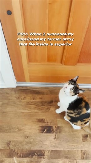 Disclaimer* These clips are old, they are from Summer 2022. She’s been an indoor only kitty after this incident. I successfully brainwashed her to be an indoor only cat 🤭 Took about 18 months of patience and persistence. Worth it!!! 🥰❤️ #cute #calico #cat Disclaimer* These clips are old, they are from Summer 2022. She’s been an indoor only kitty after this incident. I successfully brainwashed her to be an indoor only cat 🤭 Took about 18 months of patience and persistence. Worth it!!! 🥰❤️ #cu