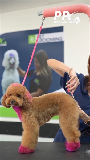 Haz de tu amor por las mascotas tu futuro Estudia Pet Grooming Profesional en PPG Technical College, en solo 10 meses ✂️🐾 📅 Clases comienzan en FEBRERO 📲 787-961-6832 | 🌐 PPG.edu #PPGTechnicalCollege #PetGrooming #CarreraConPasión | PPG Technical College