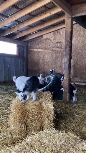 Springtime fun with these adorable pups!  #FarmLife #PuppyPlay | Charles Simpson | Facebook