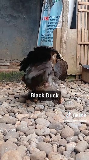 Understanding Duck Mating Behavior in Muscovy Ducks
