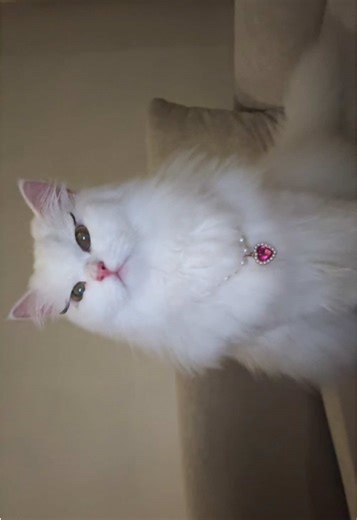 The Prettiest Cats Compilation