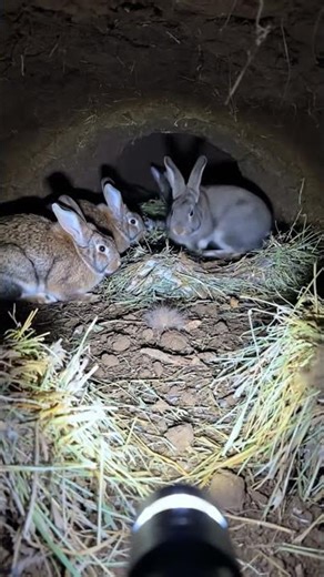 Camera Mounted on Rabbit – What It Found Below 😳