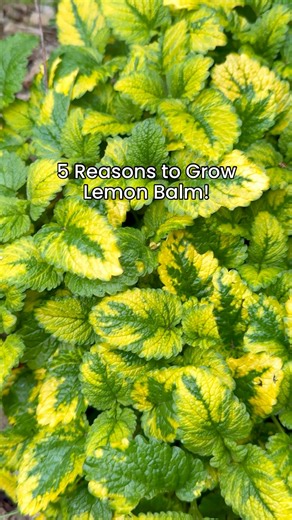 Happy Friday! Isn’t this variegated Lemon balm beautiful? We also have the regular one, and it was one of the first herbs we planted in our backyard.Lemon balm (Melissa Officinalis) is part of the mint family (Lamiaceae) and is native to Europe, the Mediterranean, and Central Asia. However, it has naturalized throughout the world. It is perennially hardy to USDA zone 4 (-20 F) but has been known to survive in zone 3 with some protection in the winter with mulch. Lemon balm is a beautiful additio