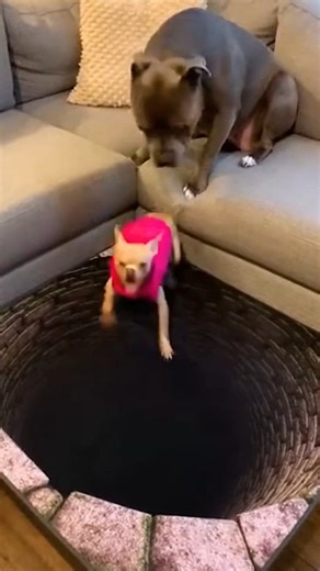 Pipi & Rocky on Instagram: "I can't believe Rocky dared to use Pipi as a test subject 😱🤣 Tag your prank-loving friend here! #PipiRocky #FunnyDogs #DogComedy #PetLife #ReelsFunny #ReelsViral"