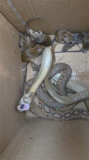 Indian Spectacle Cobra Snake #shortsvideo #youtubeshorts #trending