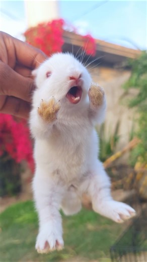 Cute Baby Rabbit🐰🐇 Crying😭 | Cute White Bunny🐰🐇 Screaming😰 #rabbitcrying #screaming #bunnies