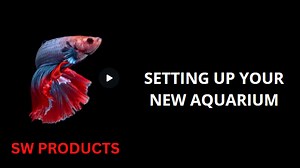 Watch Setting Up Your New Aquarium on Amazon Live