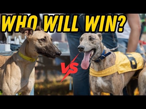 Fastest Dogs Race For The First Time EVER! 45 MPH?