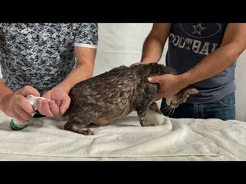 How to Give Your Cat a Dry Bath