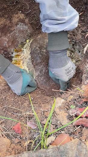 See this, see this, it's absolutely bursting with goodness! #PureNaturalWildHoney #GiftsOfNature #ChineseHerbalHoney | Honey Lovers