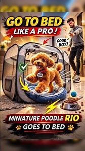 Miniature Poodle Rio Doing “Go To Bed” Command Like a Pro 🐩🛏️ Smart Dog Training💛 #dog #pets #short