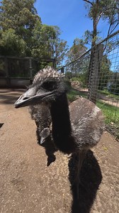 3.3K views · 57 reactions | Emu update! These little guys grow soo fast! It’s only been 3 months between videos  You can visit these 3 in the farm yard  #discoveryourwildside #emu #wildlife #zoo | Shoalhaven Zoo | Facebook