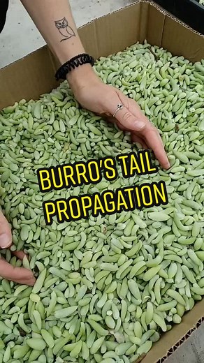 Burro's Tail Propagation Process Revealed
