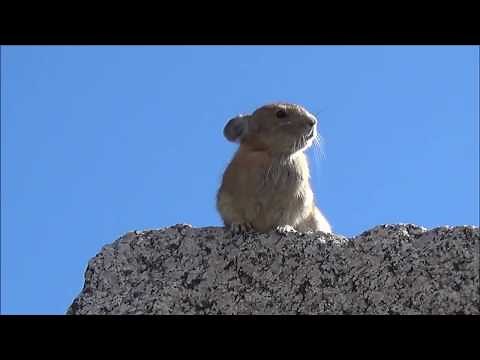 Pika Freddie Mercury - Ay.Yo, All Right! [LIVE AID]