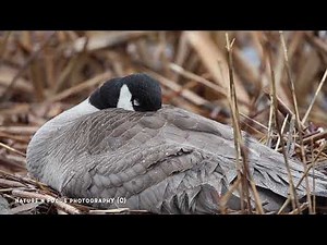 AGGRESSIVE CANADA GEESE (SPRING NESTING & FIRST EGGS) FUN FACTS & SOUNDS!