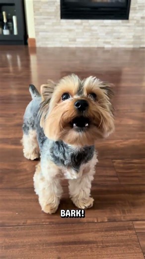 Speak, bark, quiet!👍 #dog #dogs #puppy #puppies #dogshorts @benjimocha