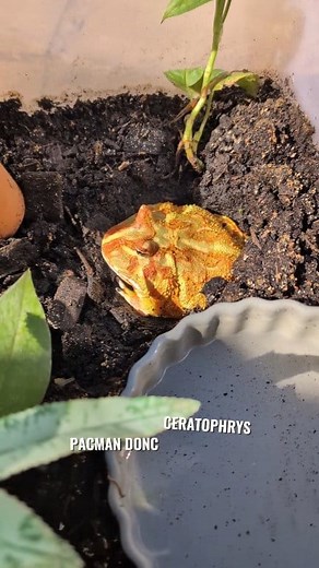 Petite sortie pour ma grenouille Pacman 🐸 #ceratophryscranwelli #ceratophrys #grenouille #frog #pacman @super fans | L'oeil du celte