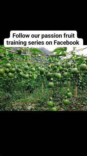 Have you followed our series on profitable passion fruit farming? | Rich Farm Kenya