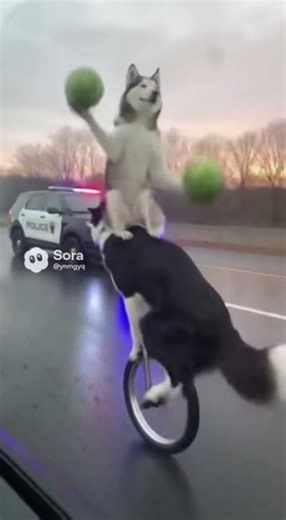 Border Collie is riding a bicycle backwards, and a Husky is performing acrobatics! 😂🎪🐶#funnyanimals
