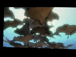 Finding dory stingray migration ￼