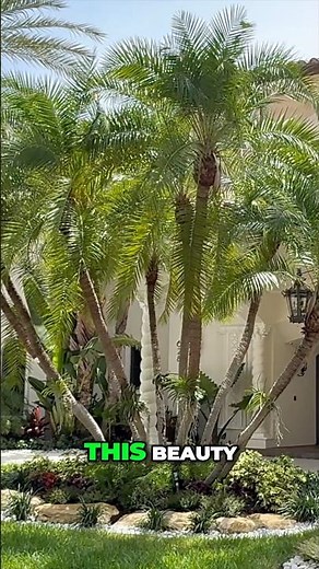 Pygmy Date Palm! A resilient palm for your southern garden #garden #plantssparkjoy #gardening