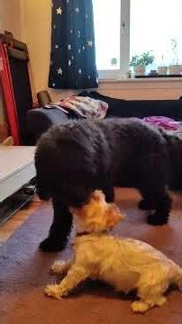 welcome to the #scottish squeaky ball wrestling final #goldendoodle vs #yorkie #cutedog #pets #funny