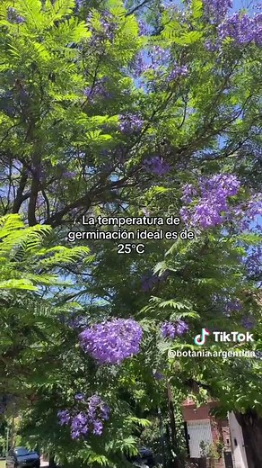 Cómo Sembrar Semilla y Tips para tu Árbol de Jacarandá