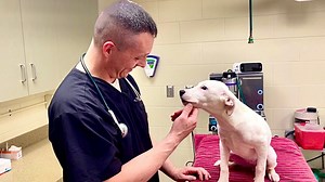 Soaring inflation leads to overloaded animal shelters