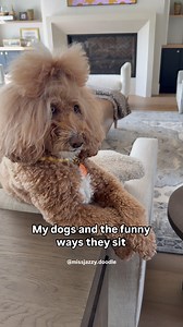 504 reactions · 15 shares | I think jazzy is rubbing off onto snicker  #adogslife #doodletales #doodlepup #goldendoodle #goldendoodlestyle #goldendoodles #jazzyschair #chairchronicles #dogloves | Jazzy | Facebook