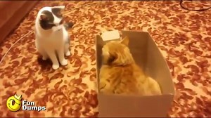 Brutal cat Fight with crazy stealth tactics vs Cardboard Box... | Funny Videos and Pics