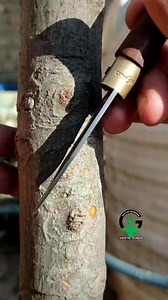 2M views · 7.8K reactions | Bark grafting technique #bestvideo | Easy Grafting Techniques | Facebook