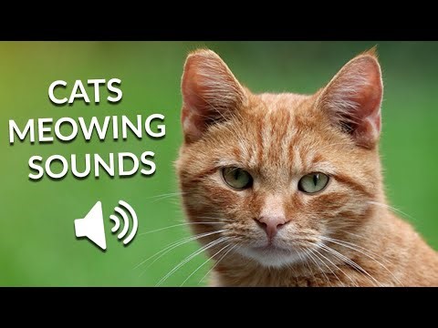 Cat Meowing Sound Effect (free to use)