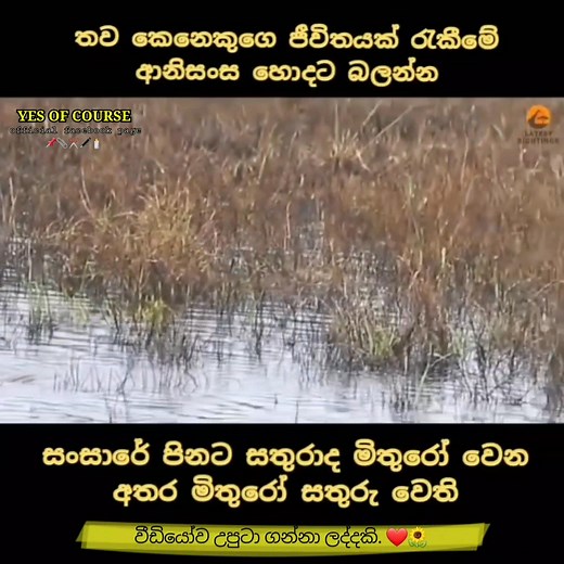 ඔබට පුළුවන් හැම මොහොතේම හොඳම දේ පමණක් කරන්න. ❤️🌻 | Yes of course - ඉයස් ඔෆ් කෝස්