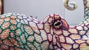 🐙 Octopus CAKE 🐙 🍰⠀ No, not Octopus flavored cake.... 😅🤮 I'm daring, but not that daring.⠀ ⠀ Ya'll, this is my 7th Octopus cake ( one giant Octopus rice sculpture!) ⠀ ⠀ One could say I'M A FAN of these eight legged (tentacled) creatures. ⠀ ⠀ And since we're currently hailing from the Oregon coast on our nomad adventure, 🌊 it inspired me to create another one but this time I show YOU how to do it!⠀ >> https://avaloncakesschool.com/octopus-cake-tutorial/ ⠀ This time I went with a Amphioctopu