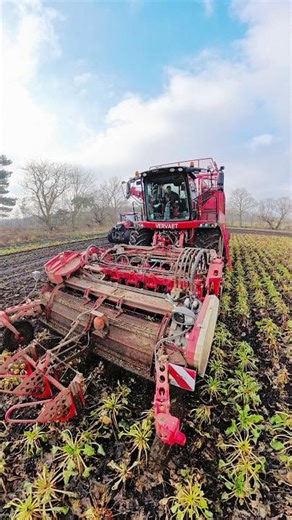 Harvesting Fodder Beet