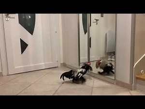 Coco attaque de coq CHICKEN'S ATTACK ^^